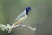 Green Jay