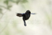 Bronzed Cowbird - display flight