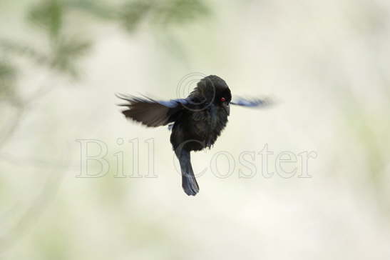 Bronzed Cowbird - display flight