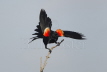 Red-winged Blackbird