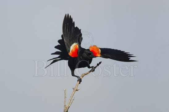 Red-winged Blackbird 