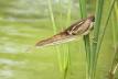 Least Bittern hunting