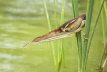 Least Bittern - hunting