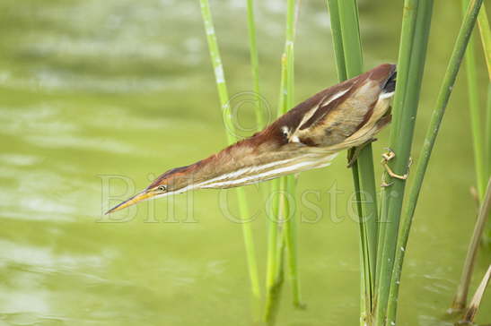 Least Bittern - hunting