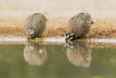 Bobwhite pair drinking