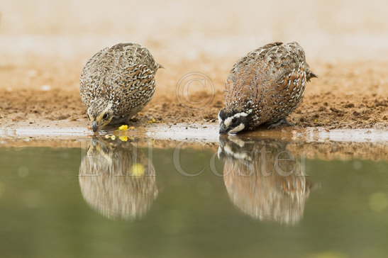 Bobwhite pair drinking