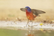 Painted Bunting taking off