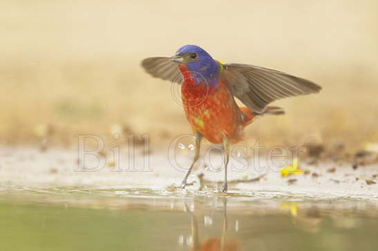 Painted Bunting - taking off