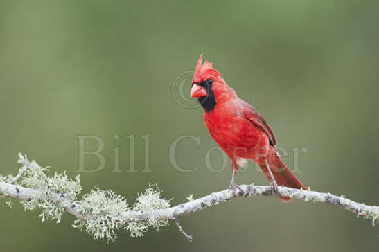 Cardinal