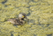 Least Grebe