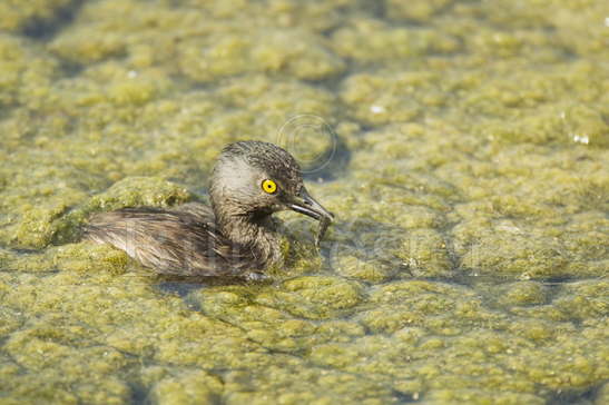 Least Grebe