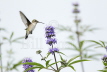 Ruby-throated Hummingbird female