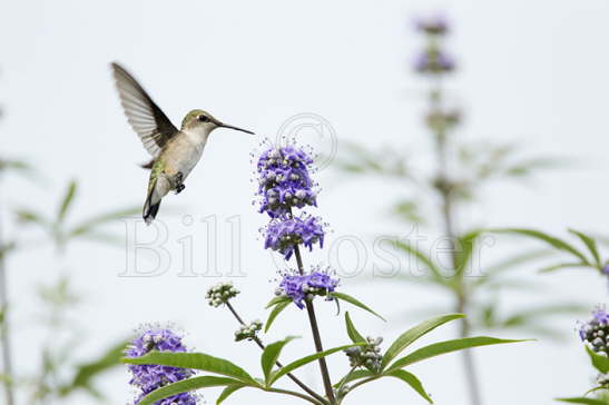 Ruby-throated Hummingbird female