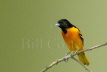 Baltimore Oriole