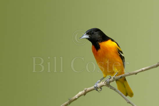 Baltimore Oriole