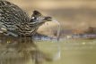 Roadrunner drinking