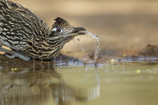 Roadrunner drinking