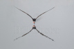 Black Skimmer skimming!