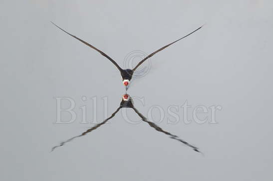 Black Skimmer - skimming!