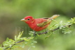 Summer Tanager