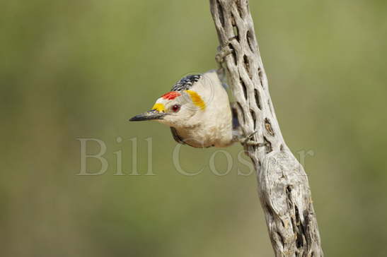 Golden-fronted Woodpecker