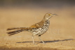 Long-billed Thrasher