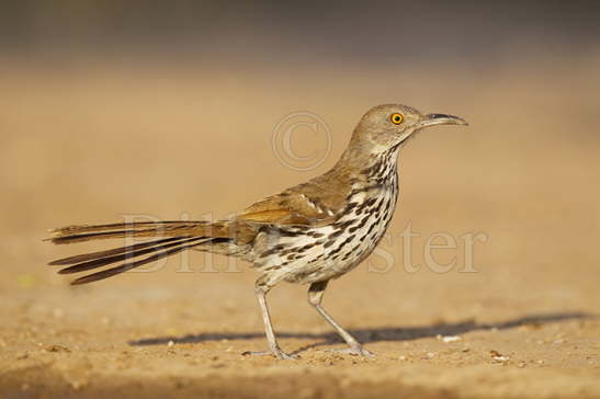 Long-billed Thrasher