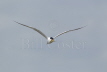 Royal Tern - carrying fish