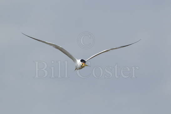 Royal Tern - carrying fish