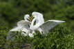 Great White Egrets fighting