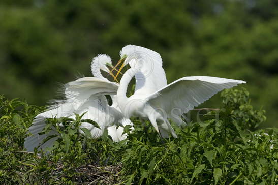Great White Egrets fighting