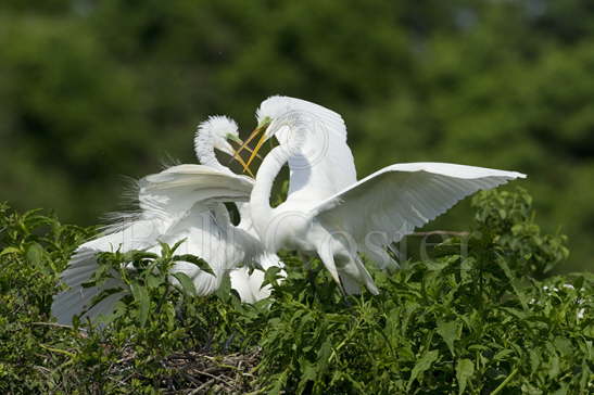 Great White Egrets - fighting