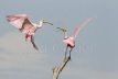 Roseate Spoonbill defending perch
