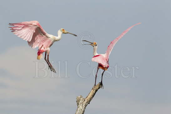 Roseate Spoonbill defending perch
