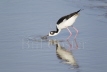 Black-necked Stilt drinking
