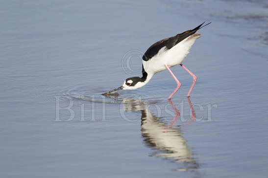 Black-necked Stilt - drinking