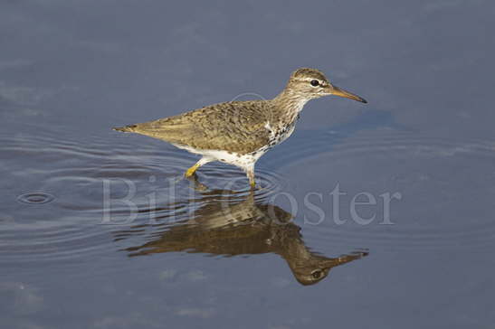 Spotted Sandpiper