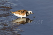Turnstone drinking