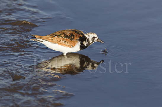Turnstone drinking