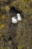 Fulmar on nest