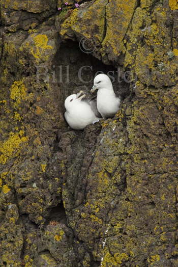 Fulmar on nest