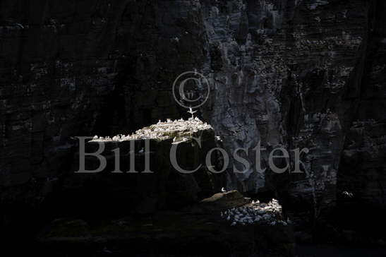 Gannets on rock stack