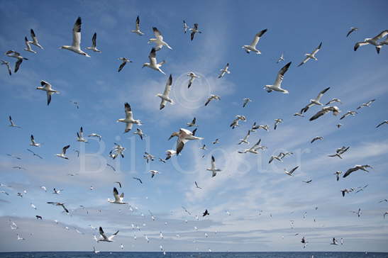 Gannets