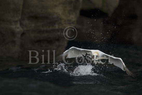 Gannet with Nestig Material