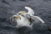 Gannets fighting over fish