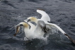 Gannets Fighting over Fish