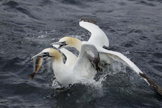 Gannets fighting over fish