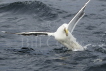 Great Black-back Gull fishing