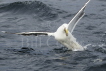 Great Black-back Gull with Fish