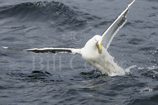 Great Black-back Gull fishing